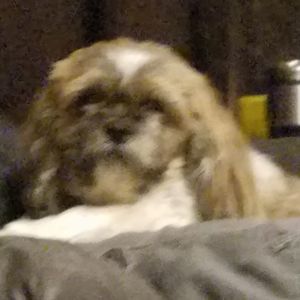 Meet your Posher, Casey